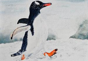 Aquarellmalerei Tiere - Pinguin - Mit Flossen durch den Schnee