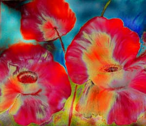 Zart erblüht und farbenprächtig